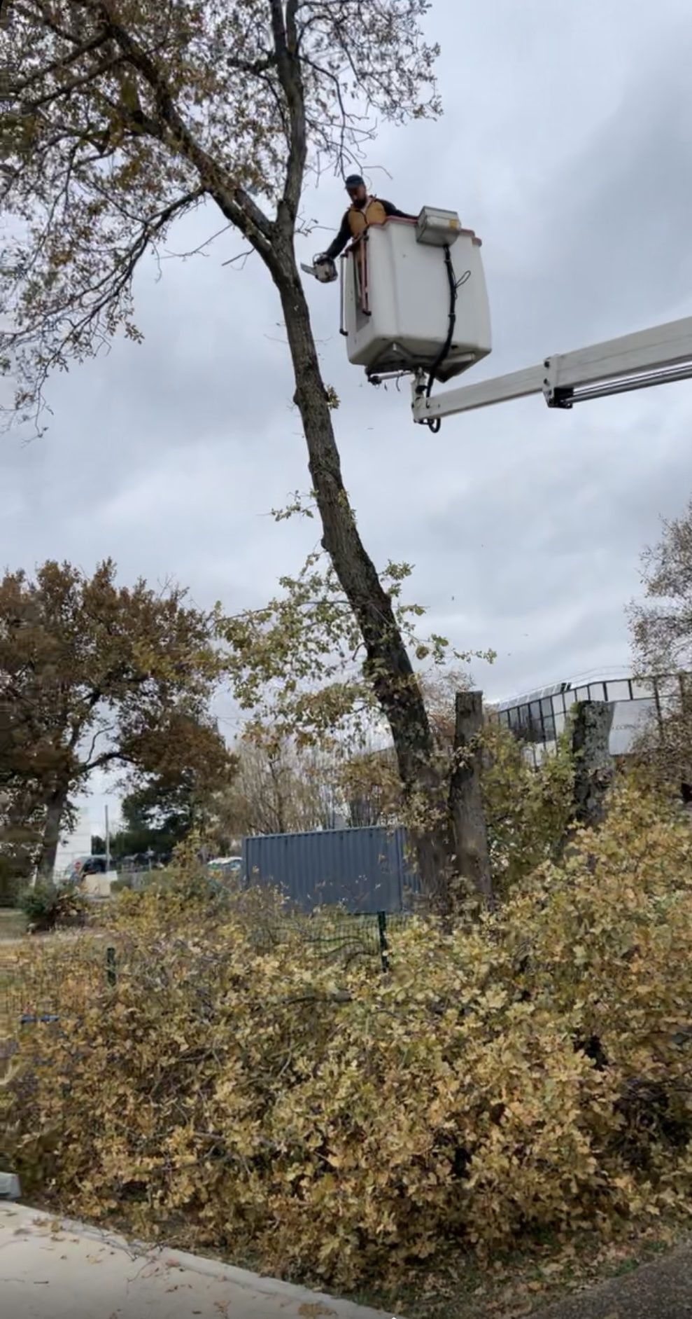 Élagage en nacelle en Gironde